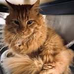 Billy The Cat - @billy.garfield - Instagram