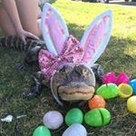 Bill Geyer - @merrittislanddoxies - Instagram