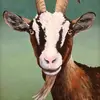 Billy Goat - @bill_e_goat - TikTok