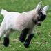 Billy Goat-Gruff - Facebook