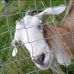 Billy The-Goat - Facebook