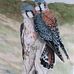 Bill Goetsch - Facebook