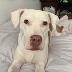 Billy Haddock - @mable_the_foster_dog_ - Instagram