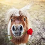 Bill Hallahan - @billh444 - Instagram