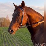 BILLY BOY: American halter - @billy_boy_bg - Instagram
