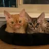 Bill&Hank - @billandhankthedevons - TikTok