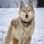 Bill Hardman - @wildlifebybill - Instagram