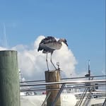 Wild Bill The Heron - @wildbilltheheron - Instagram