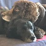 Bill Hibbs - @hibbs.bill - Instagram