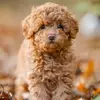 Billy Hibbs - @billyhibbs_7622 - TikTok
