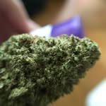 Bill High - @billhightheweedguy - Instagram