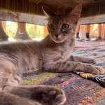 Bill Hoffmann - @lkhyatyeno - Instagram