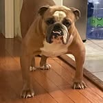 Bill Hoopes - @wkhoopes - Instagram