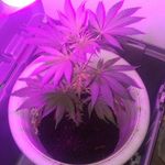 Bill Ingle - @bill.ingle.77 - Instagram