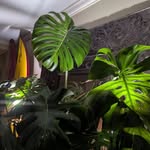 Bill Kehl - @casa_monstera911 - Instagram