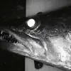 Killinger Billy - @killingerbilly - TikTok