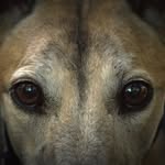 Bill Kraus - @digitalbiology - Instagram