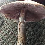 Bill Lipscomb - @fifecoal - Instagram
