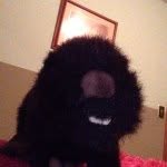 Billy Nilly Locher - @billy_the_bever - Instagram