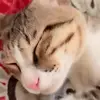 Billa Mana - @billa.mana4 - TikTok