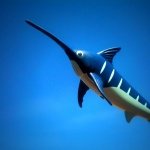 CT Marlins - @billthemarlin - Instagram