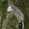 billmart - @countrylife54078 - TikTok