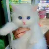 🐾𝔹𝕚𝕝𝕝𝕚°°𝕞𝕒𝕨🐾 - @billi_maw - TikTok