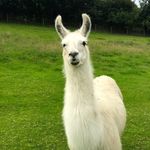 Bill Maxfield - @bmaxfieldsc - Instagram