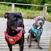 BillyMcDougall - @billymcdougall - TikTok