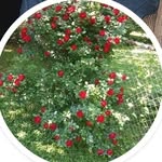 Bill Messer - @billmesser9 - Instagram