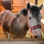 Horse Shelter - @bill_moran_poetry - Instagram