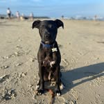 Bill Moyers - @mr.bill_thedoggo - Instagram