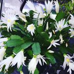 Bill Murphy - @linetamer - Instagram