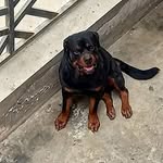 Bill Paredes - @callaorottweilers - Instagram