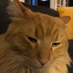 Bill, I’m a big orange fella. - @billiam.percival.fantastic - Instagram