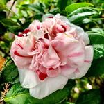 Bill Quigley - @billquigley77 - Instagram