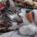 Bill Reis da Silva - @billis_the_cat - Instagram