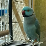 Bill - @bill.ringneck - Instagram