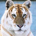 Bill Romeo - @bill.romeo.9638 - Instagram