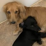 Brody -n- Herbie - @billroushey - Instagram