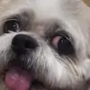 Billie - @billieschweitzer - TikTok