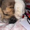 Bill Sexton - @bill_the_bulldog - TikTok