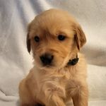 Billiam Shatner The Dog - @billiam_shatner_the_dog - Instagram