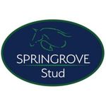 Billy Sinnott - @springrove_stud - Instagram