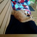 Bill Stringer - @usernamegrovercat - Instagram