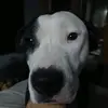 billiejunetanner1 - @billiejunetanner1 - TikTok