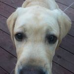 Billy Thibodeau - @billy_thibodeau - Instagram