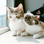 喪彪 x 鬼添 x 劍雄 x 世傑 - @bill.tim.red.kit - Instagram