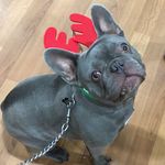 Bill webb coco Armed 🐶 - @billwebb2021 - Instagram