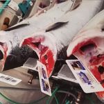 Bill Webber - @paradigm_seafoods - Instagram